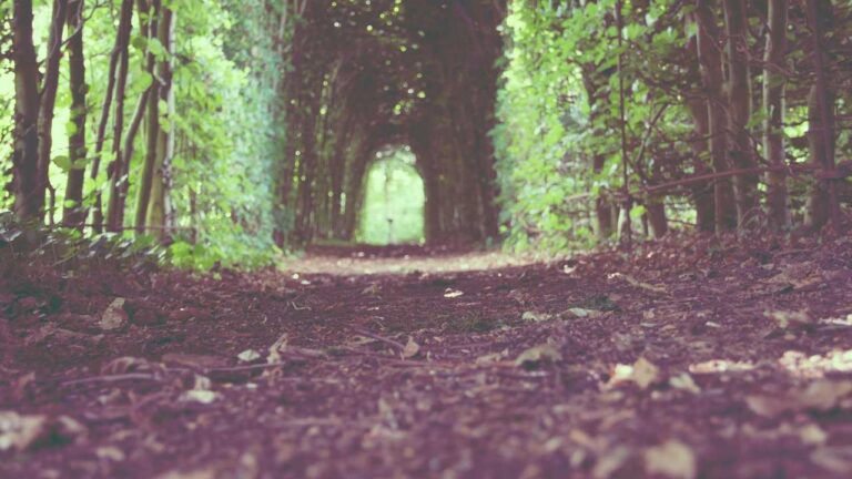 How To Register Multiple Accounts Under 11Xplay Pro Sign Up?